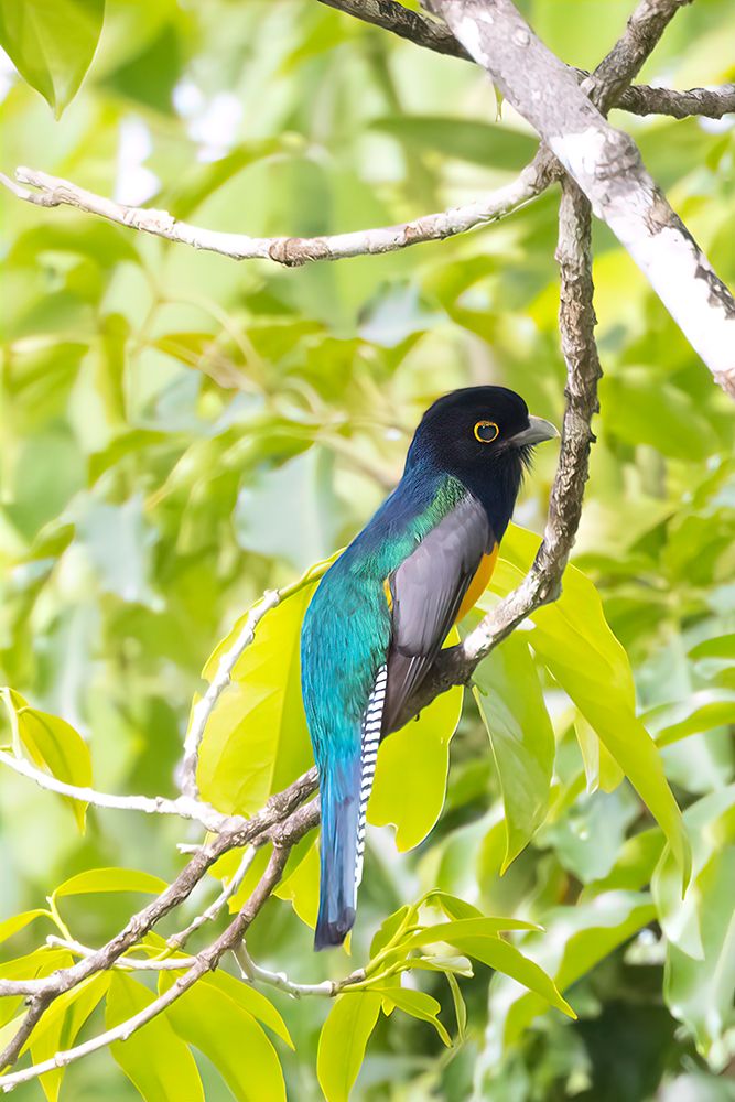 Belize-Central America-Gartered Trogon with iridescent bluish back